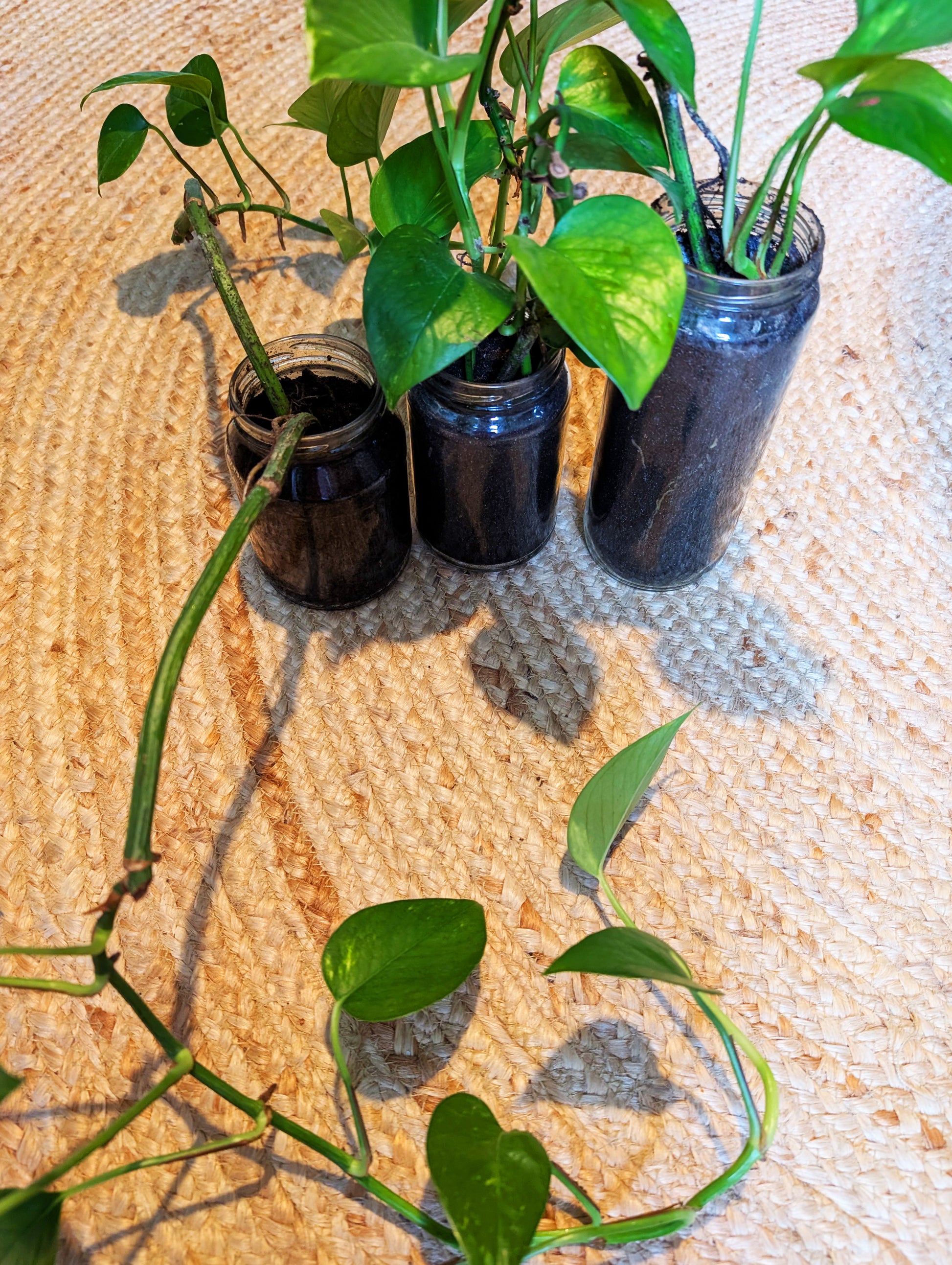 Pflanzenableger Efeutute im Glas mit Erde - Efeu Ableger klein & günstig - Dekopflanzen Sonderangebot