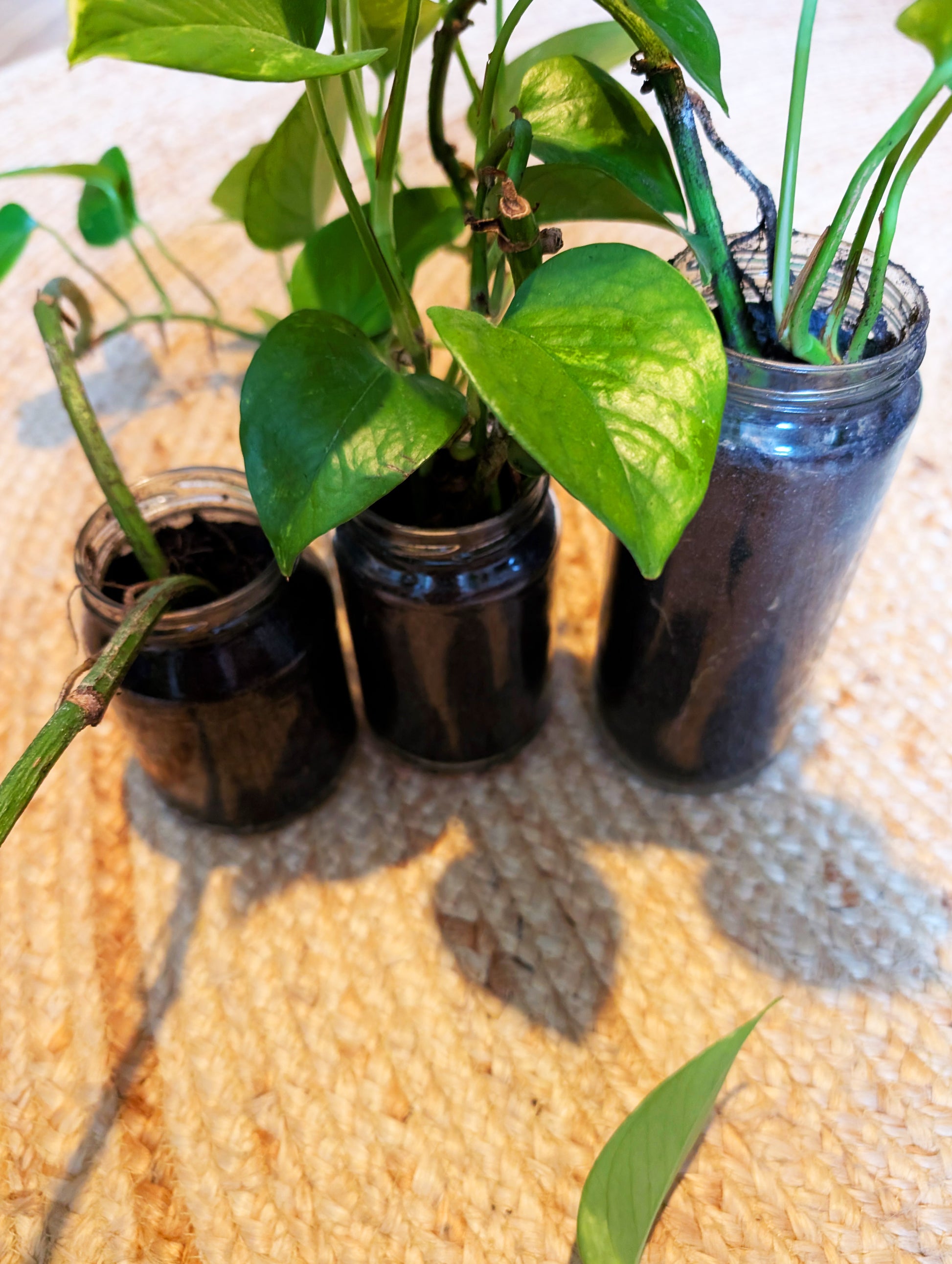 Pflanzenableger Efeutute im Glas mit Erde - Efeu Ableger klein & günstig - Dekopflanzen Sonderangebot