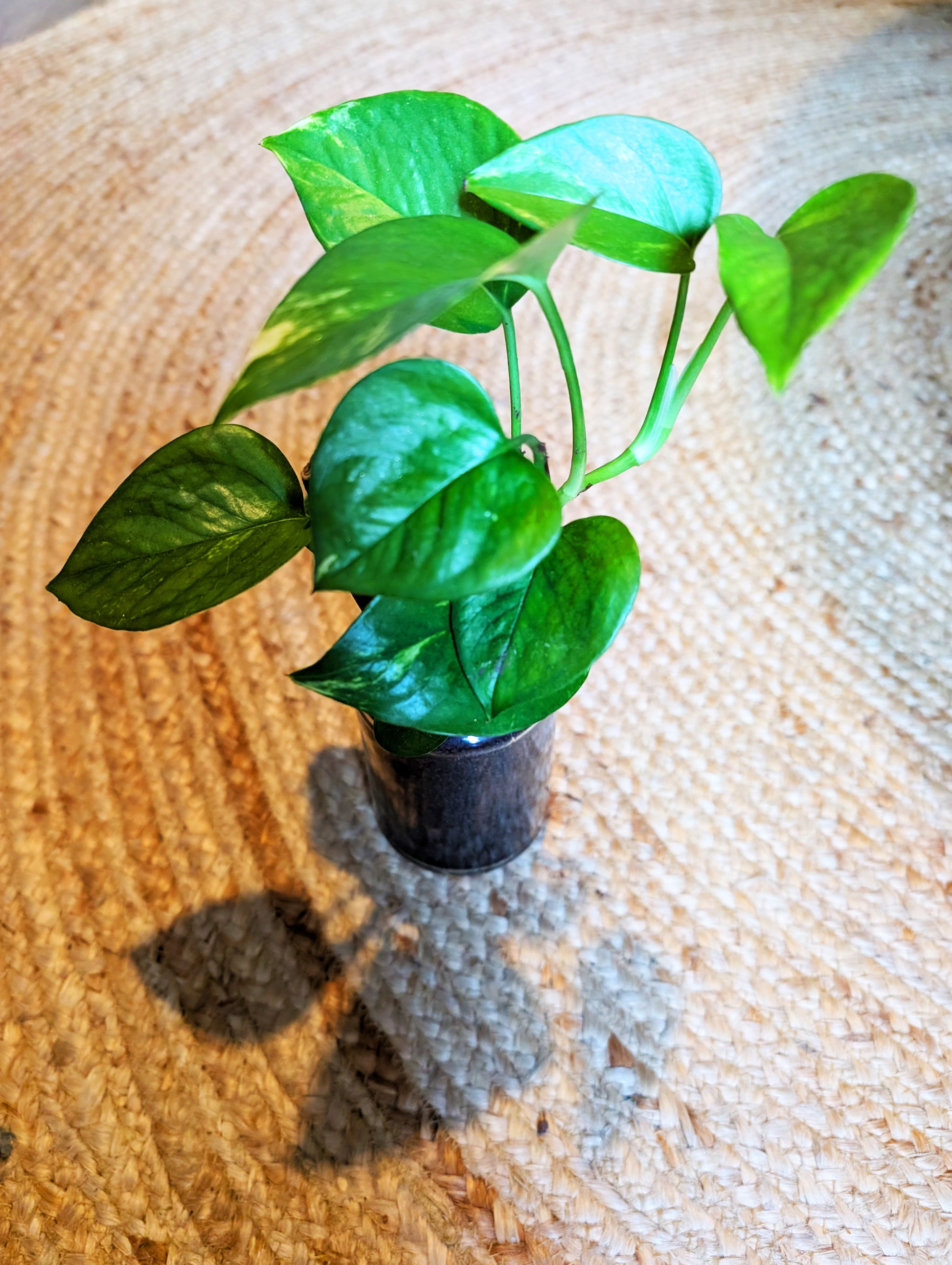 Pflanzenableger Efeutute im Glas mit Erde - Efeu Ableger klein & günstig - Dekopflanzen Sonderangebot