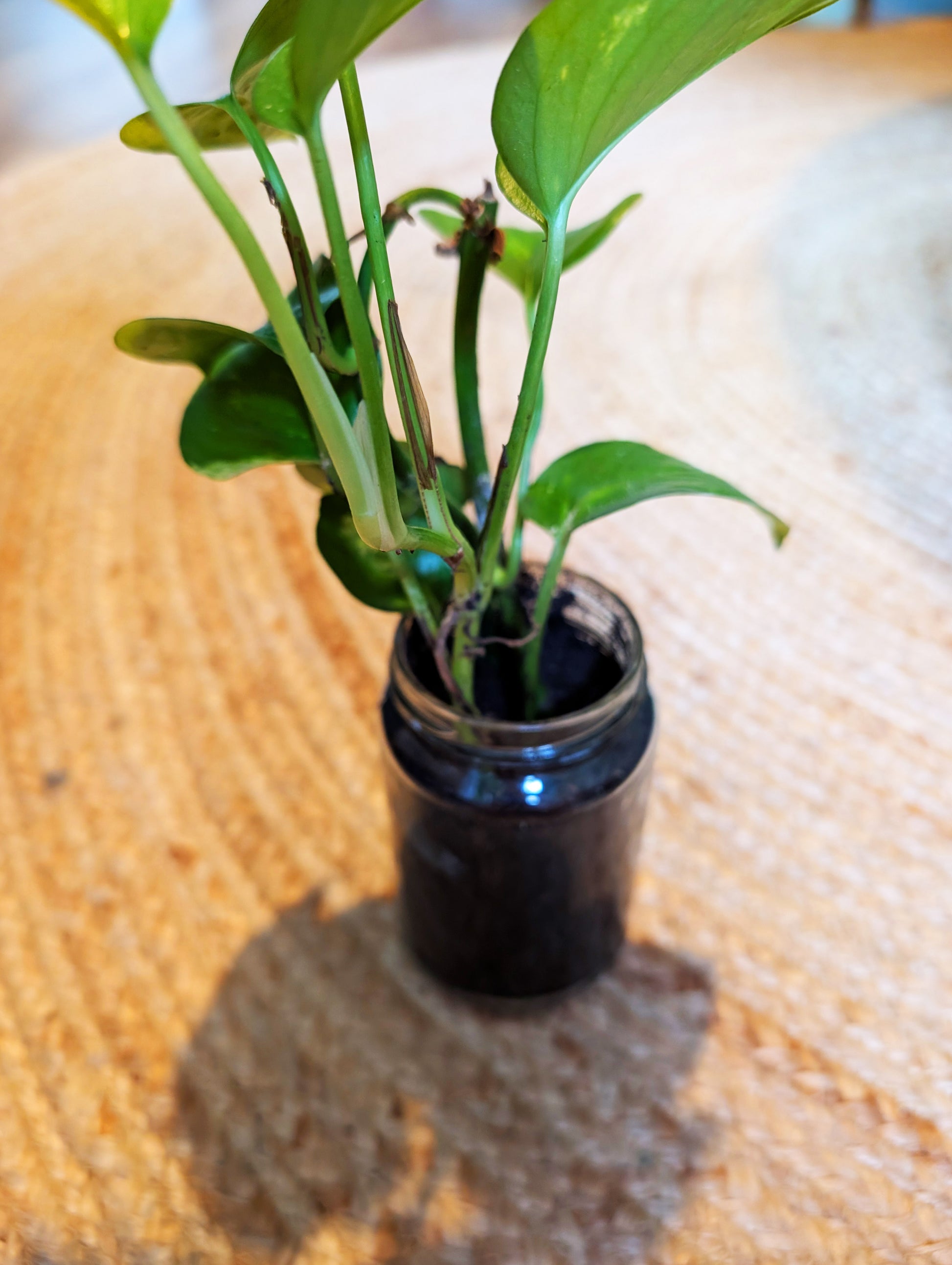 Pflanzenableger Efeutute im Glas mit Erde - Efeu Ableger klein & günstig - Dekopflanzen Sonderangebot