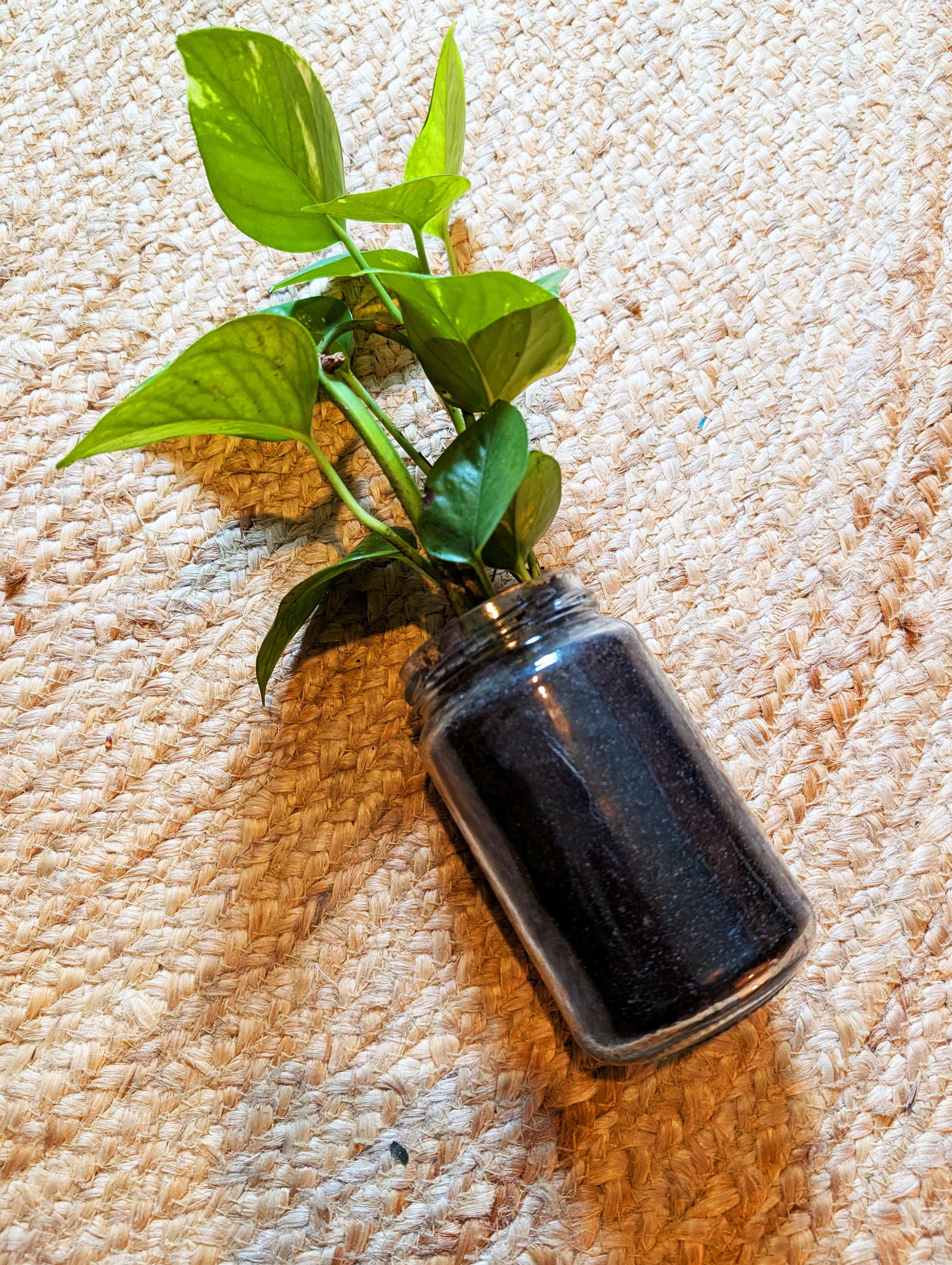 Pflanzenableger Efeutute im Glas mit Erde - Efeu Ableger klein & günstig - Dekopflanzen Sonderangebot