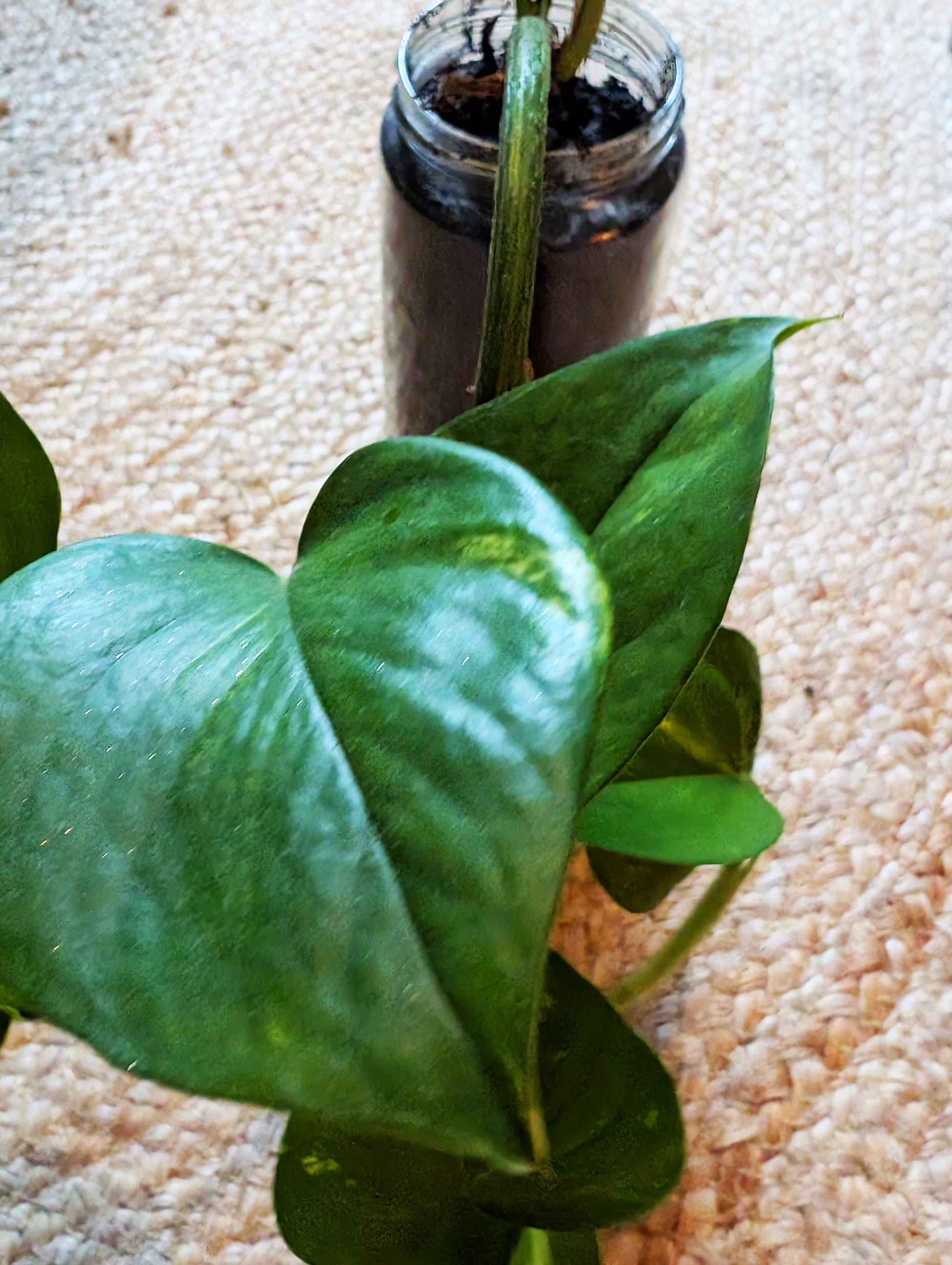 Pflanzenableger Efeutute im Glas mit Erde - Efeu Ableger klein & günstig - Dekopflanzen Sonderangebot