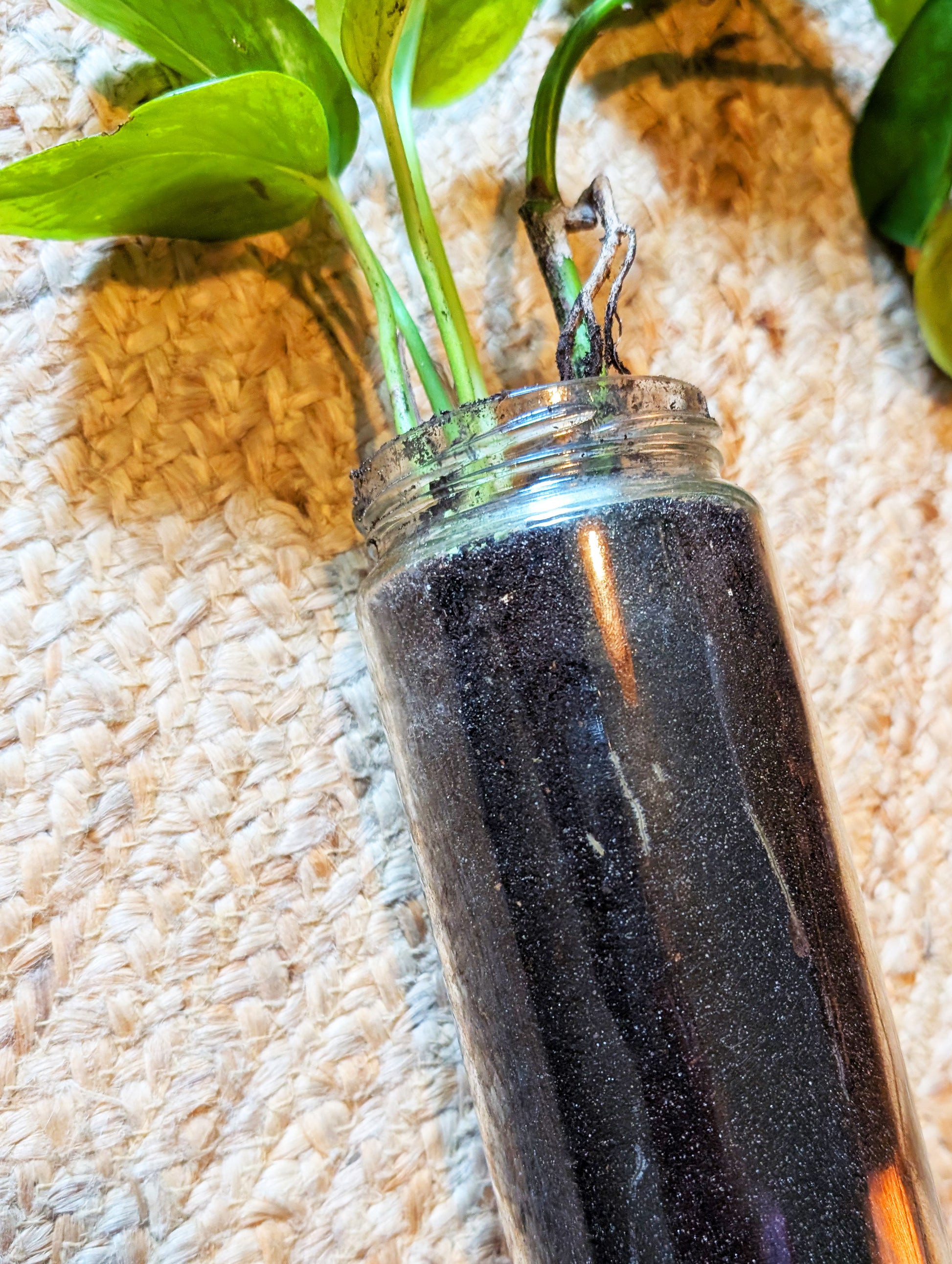 Pflanzenableger Efeutute im Glas mit Erde - Efeu Ableger klein & günstig - Dekopflanzen Sonderangebot