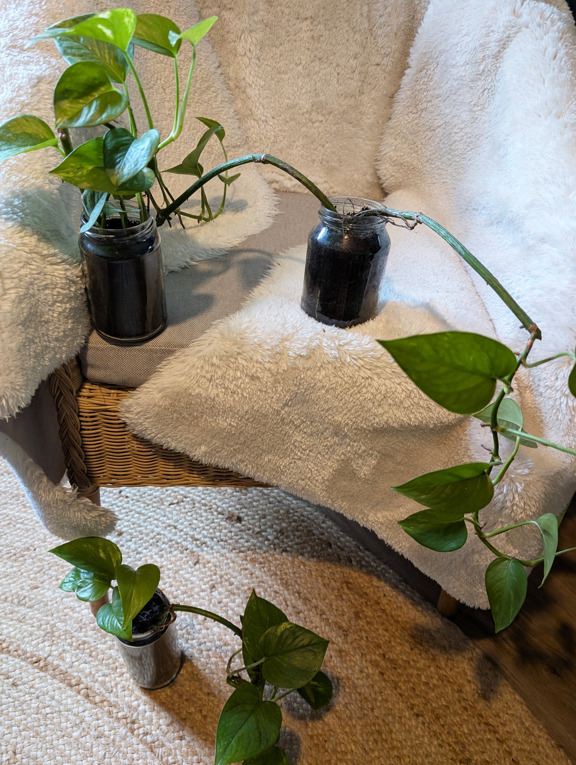 Pflanzenableger Efeutute im Glas mit Erde - Efeu Ableger klein & günstig - Dekopflanzen Sonderangebot