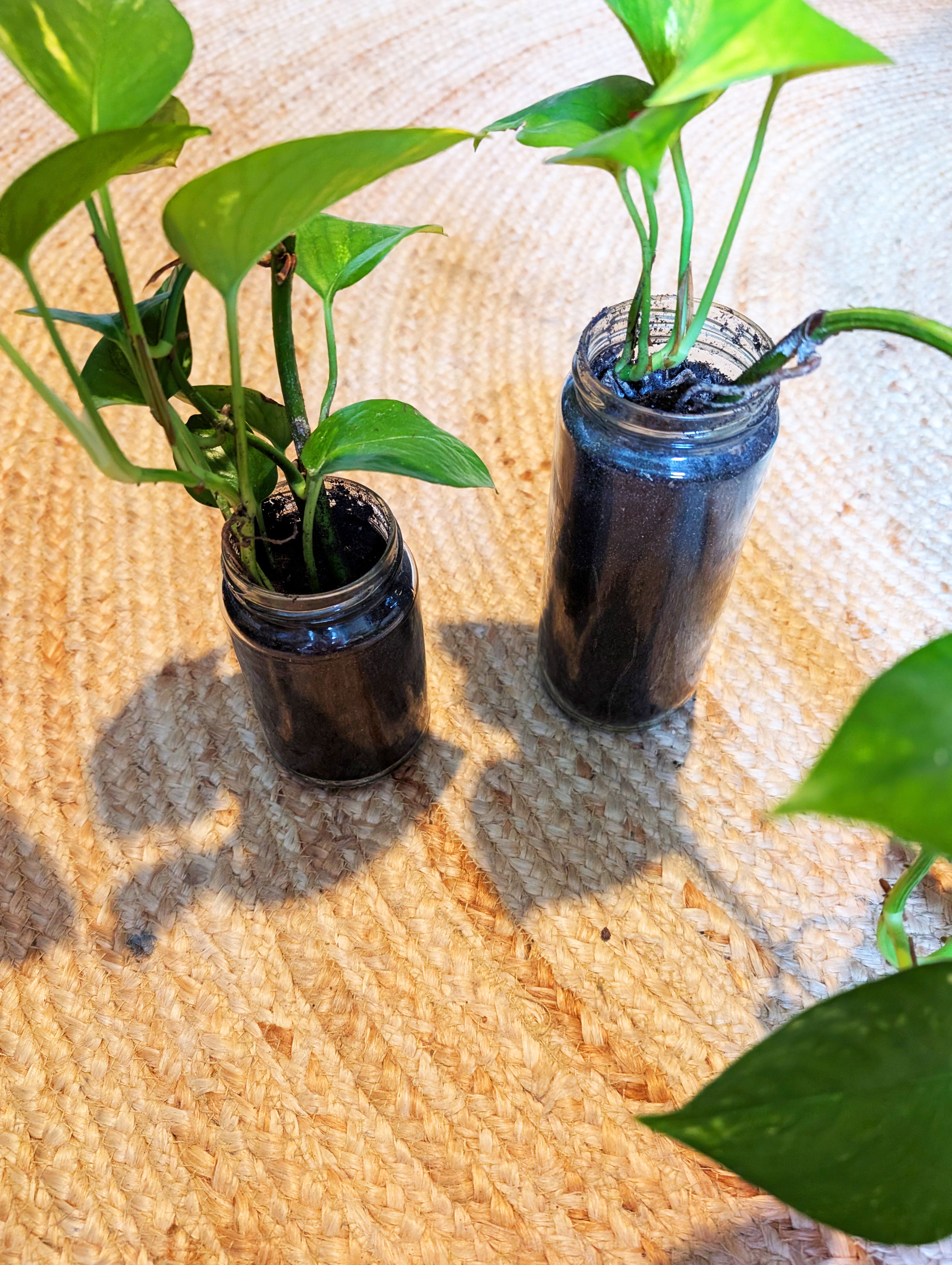 Pflanzenableger Efeutute im Glas mit Erde - Efeu Ableger klein & günstig - Dekopflanzen Sonderangebot